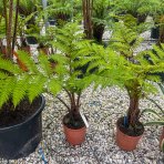 Stromová papraď (Cyathea cooperi) - výška 70-90 cm, kont. C7L